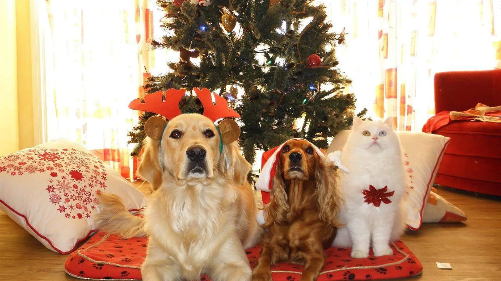 mascotas en navidad 